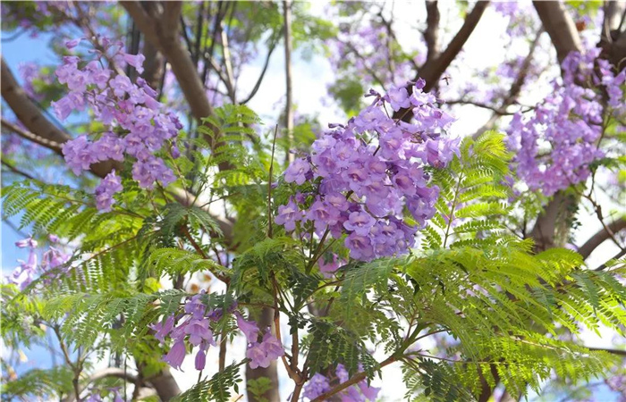 大理的藍花楹開了，邂逅一場“藍花雨”，赴一場紫色浪漫！