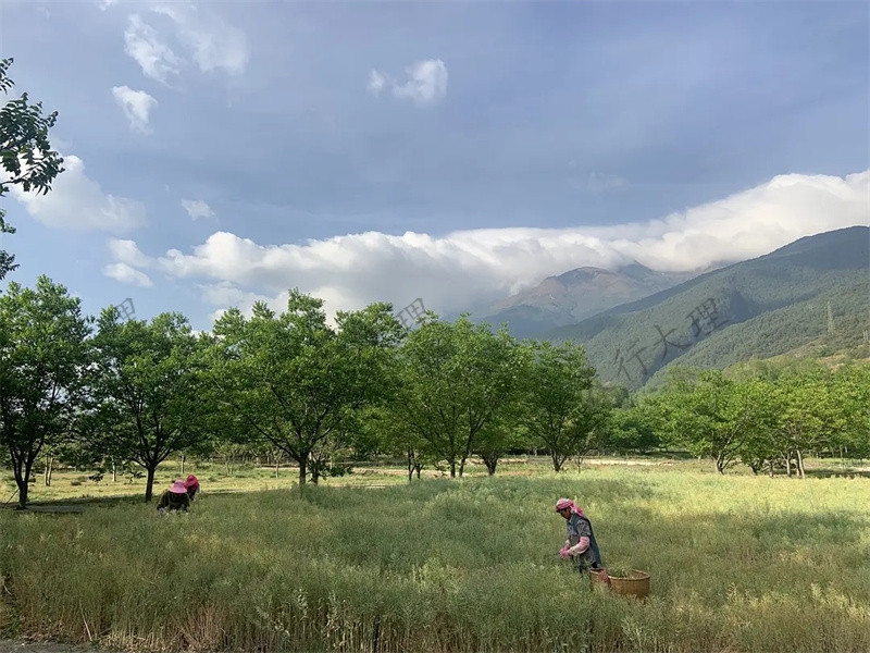 大理小重山鹿鳴山莊戶外基地