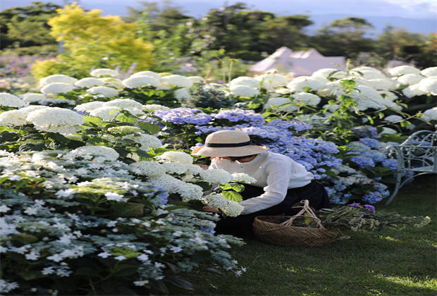 蒼山下，邂逅莫奈花園